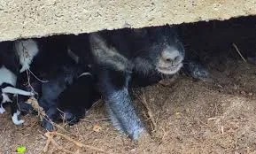 Cadela e nove filhotes são resgatados de bueiro em Pindamonhangaba