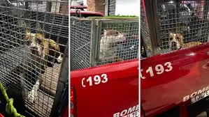 Pitbull é capturado pelos bombeiros após atacar cachorro em Caraguatatuba