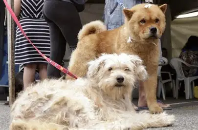 Proteção Animal abre cadastro para castração gratuita de cães e gatos na região do Lagoa Azul