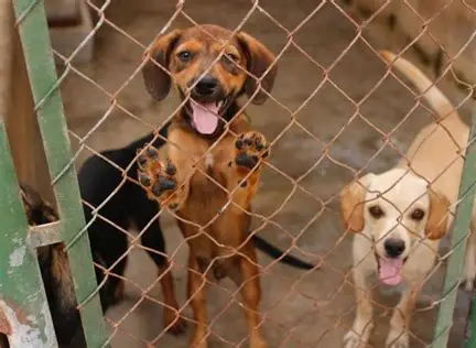 Taubaté lança programa de adoção responsável e bem-estar animal