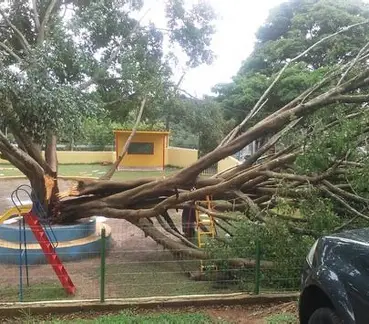 Árvore cai durante madrugada de chuva e interdita rua em São José dos Campos