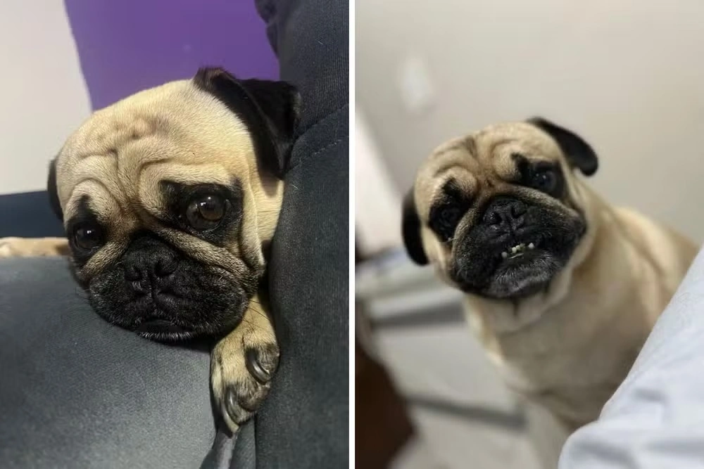 Pug morre após ataque de dois pit bulls durante passeio em São José dos Campos