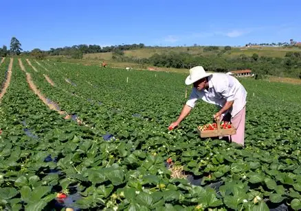 Atibaia espera colher cerca de 2 mil toneladas de morango e aposta em festas para fortalecer o setor