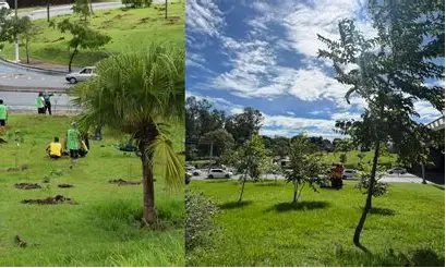 Árvores retiradas de rua em Cuiabá começam a ser replantadas