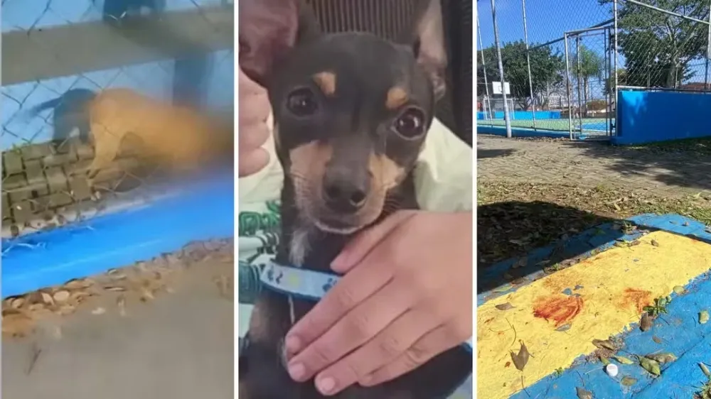 Vídeo mostra ataque de pit bull que matou cachorro da raça pinscher em São José dos Campos