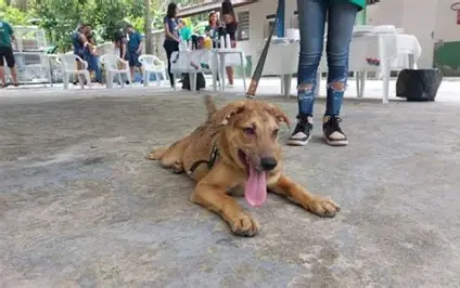 Castrações seguem normalmente durante atendimento temporário do Cepatas em Pindamonhangaba