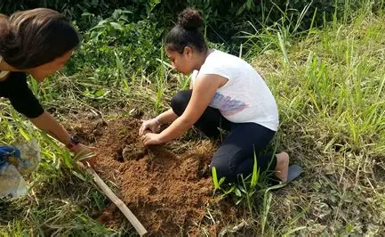 Ubatuba distribui mudas de árvores nativas e reforça ações de preservação ambiental