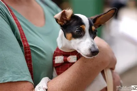 Tremembé abre inscrições para segunda etapa do mutirão gratuito de castração de cães e gatos
