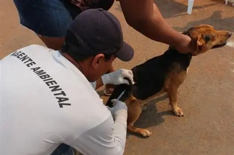 Jacareí abre agenda de vacinação antirrábica para cães e gatos durante o mês de julho