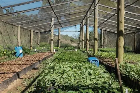 Jacareí abre chamamento público para credenciar viveiros no fornecimento de mudas nativas para compensação ambiental