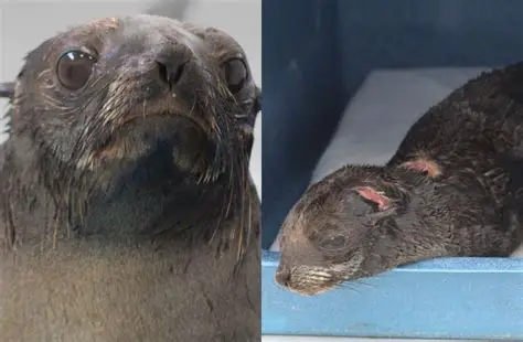 Lobo-marinho é resgatado com ferimentos causados por material de pesca no Canal de São Sebastião