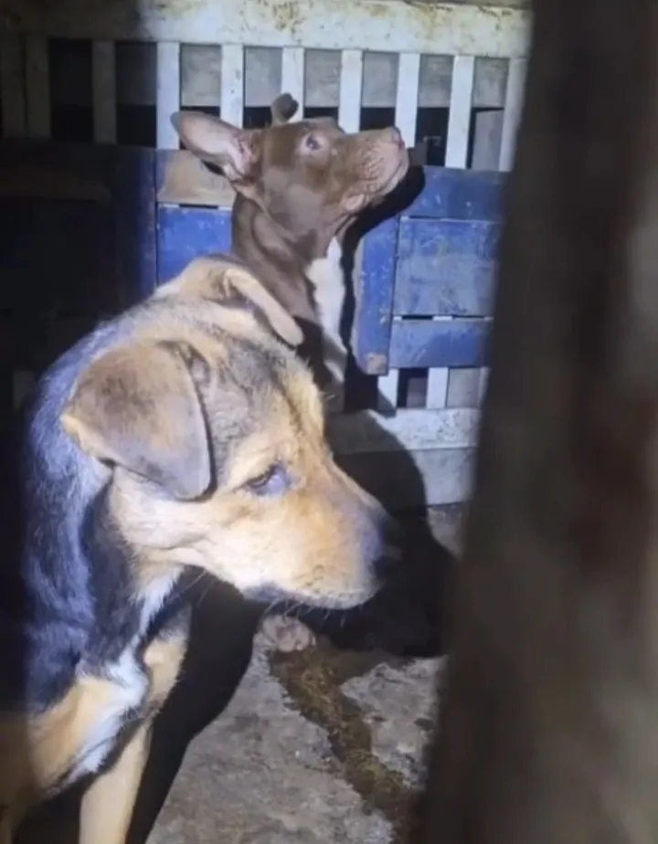Homem é preso por maus-tratos a cães em Ilhabela após denúncia; animais foram resgatados em situação de abandono