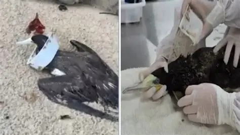 Ave marinha é resgatada com pote plástico preso ao pescoço em Ubatuba e alerta para impactos da poluição nos oceanos