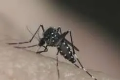 Taubaté confirma a 10ª morte por dengue em 2026