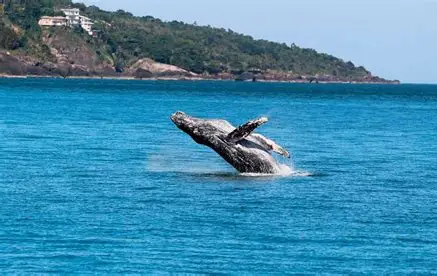 São Sebastião intensifica orientações para garantir avistamento responsável de baleias durante temporada de migração