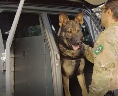 Cães farejadores indicam possível presença de sangue em carro de patroa de cozinheira desaparecida em Ubatuba