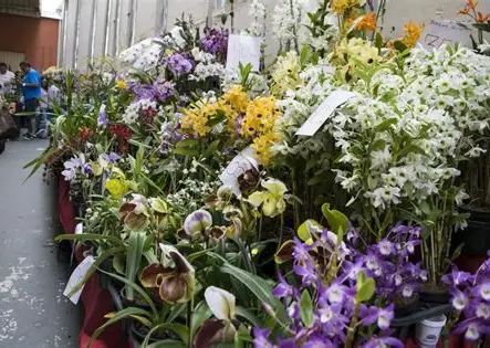 Exposição de Orquídeas encanta visitantes durante as comemorações dos 321 anos de Pindamonhangaba