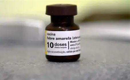 Fundação Florestal vacina micos-leões-caiçaras contra a febre amarela para proteger espécie ameaçada
