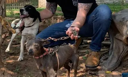 Pindamonhangaba amplia atendimento presencial para denúncias de maus-tratos contra animais