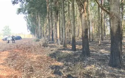 Mulher é encontrada morta com corpo parcialmente carbonizado em área rural de Igaratá