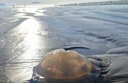 Presença de águas-vivas aumenta no litoral paulista; veja como se proteger durante o inverno