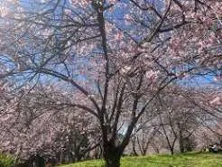 Festa das Cerejeiras tem início em Campos do Jordão com programação cultural e gastronômica