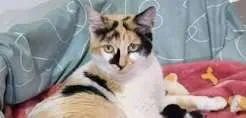 Programa de lar temporário para pets amplia oportunidades de adoção em Bragança Paulista