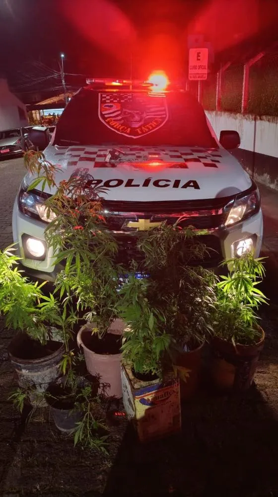 Homem é preso transportando pés de maconha em carro em Cruzeiro, SP