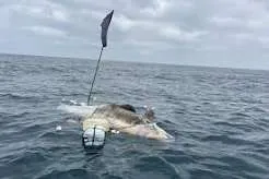 Golfinho de quatro metros é encontrado morto com equipamento de pesca em Ilhabela
