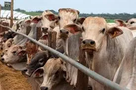 Produção de carne bovina do Brasil deve recuar em 2026 diante de desafios no mercado internacional