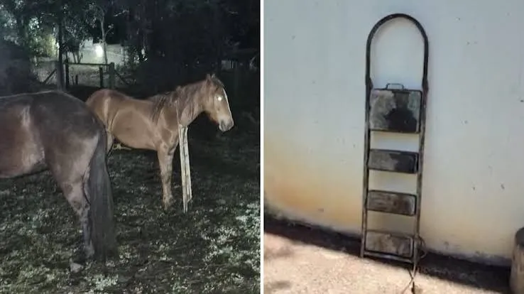 Égua é resgatada após ficar com o pescoço preso em escada de metal em Taubaté