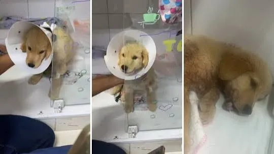 Filhote de golden retriever passa por cirurgia após sofrer grave ataque em São José dos Campos