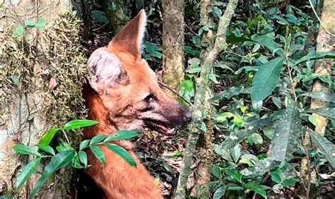 Lobo-guará é resgatado após ser encontrado dentro de universidade em Lorena