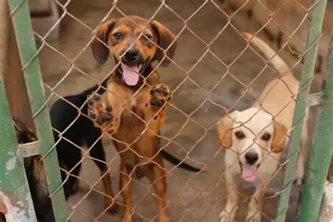 Taubaté realiza feira de adoção de cães neste sábado (8)