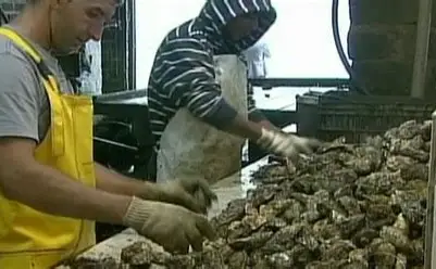 Produção pioneira de ostras em lata é desenvolvida em Santa Catarina