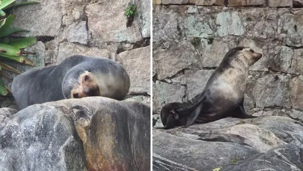 Leão-marinho descansa em pedra na Prainha e encanta banhistas em Caraguatatuba
