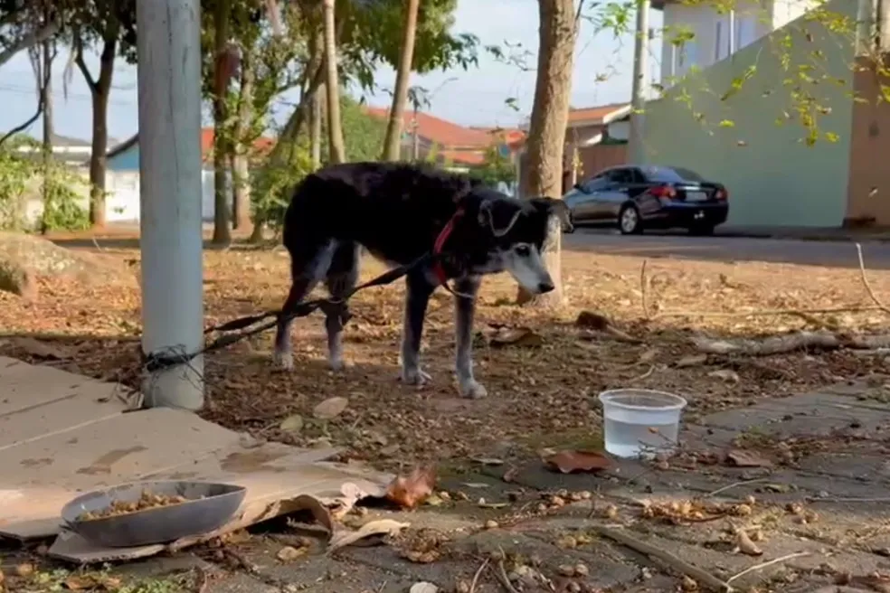 Cachorro é encontrado preso a poste em praça de São José dos Campos