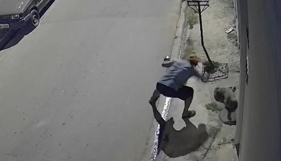 Cachorro agredido a pauladas em Atibaia sofre fratura no crânio