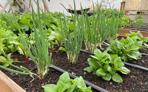 Aprenda como montar uma horta em casa mesmo com pouco espaço